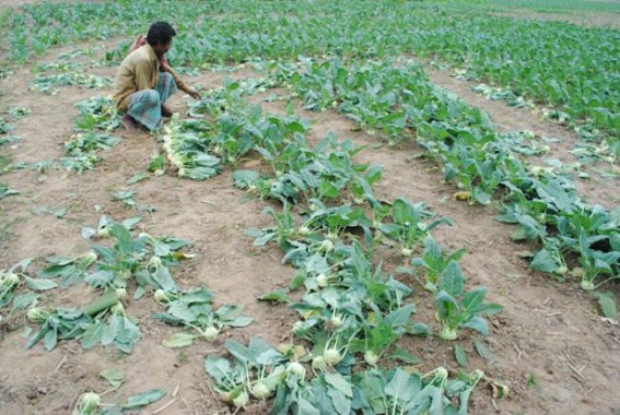 Turnip field destroyed at Agartala